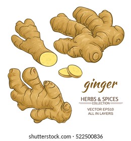 Ginger Roots Vector Set On White Background