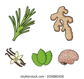 Ginger, rosemary, vanilla, mint.Herbs and spices set collection icons in cartoon style vector symbol stock illustration web.