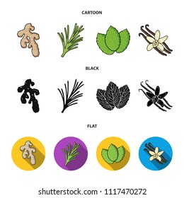 Ginger, rosemary, vanilla, mint.Herbs and spices set collection icons in cartoon,black,flat style vector symbol stock illustration web.