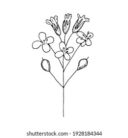 Flor de semilla de jengibre, ilustración vectorial, dibujo a mano, boceto