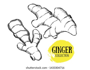 Ginger set. Hand drawn outline style.