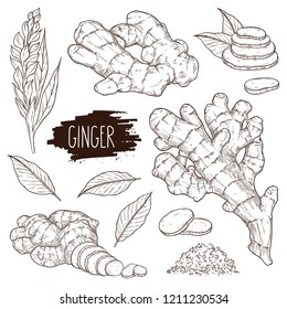 Ginger Clip Art Ginger Root Clipart Spices Baking Cooking - Etsy