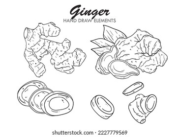 Ginger set. Hand drawn ginger root and sliced ​​cut. Design for shop, book, menu, banner. Healthy ingredients. Outline ink style sketch. Vector coloring illustration. black line