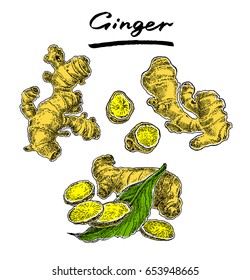  Ginger set with mint leaf. Hand drawn graphic vector illustration. 