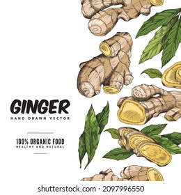 Ginger set - root, slice pieces, powder and leaves illustration. Organic natural spice for food, fresh culinary ingredient in sketch style. Colorful vector label.