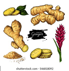 Ginger Set. Vector Hand Drawn Root, Sliced Pieces, Powder And Flower. Artistic Style Colorful Flavor Illustration. Herbal Spice. Detox Food Ingredient.