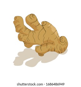Ginger with a shadow on a white background. Vector illustration
