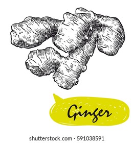 ginger sketch. harvesting