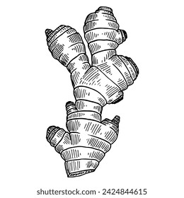Boceto de jengibre. La raíz de la planta de especias. Comida saludable. Dibujado a mano ilustración vectorial.
