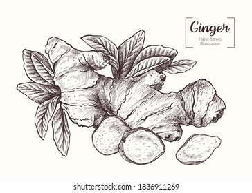 Ginger. Sliced ginger root. leavesVector Hand Drawn. Sketch Botanical Illustration. Eco healthy food. Superfood.