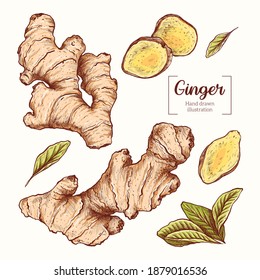 Ginger. Sliced ginger root. leavesVector Hand Drawn. Sketch Botanical Illustration. Eco healthy food. Superfood.