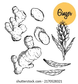Ginger. Sliced ginger root. leavesVector Hand Drawn. Sketch Botanical Illustration. Eco healthy food. Herbal spice