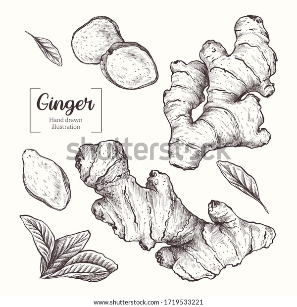 Ginger Sliced Ginger Root Leavesvector Hand Stock Vector Royalty Free