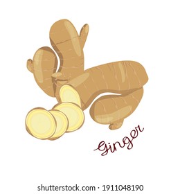 Ginger, slices and roots, with the name of the plant written on it, isolated on a white background. Vector illustration. Oriental spice.