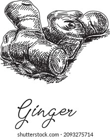 Ginger - Spice. Sketchy hand-drawn vector illustration.