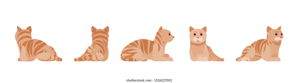 Ginger Tabby Cat lying and resting. Active healthy kitten with orange, red, and yellow-colored fur, cute funny pet. Vector flat style cartoon illustration isolated on white background, different views