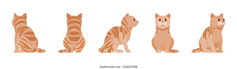 Ginger Tabby Cat sitting. Active healthy kitten with orange, red, and yellow-colored fur, cute funny pet. Vector flat style cartoon illustration isolated on white background, different views