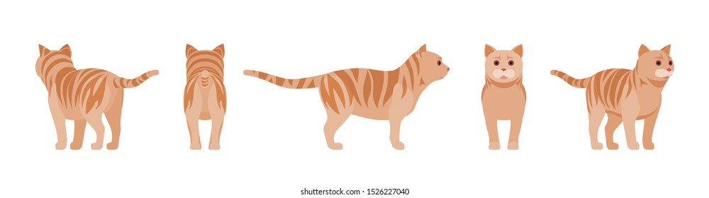 Ginger Tabby Cat standing. Active healthy kitten with orange, red, and yellow-colored fur, cute funny pet. Vector flat style cartoon illustration isolated on white background, different views