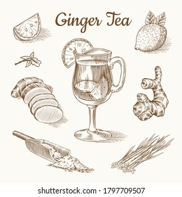 Ginger tea poster. Chopped rhizome or root, Fresh plant, Bag and tea in glass cup. Vector Engraved hand drawn sketch. Pieces of ingredient set. Detox spice. 