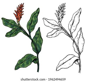 Ginger tropical flower. Hand drawn vector illustration. Botanical sketch of exotic plant. Colored and outline clipart isolated on white. Vintage element for design, postcard, print, decor, sticker.