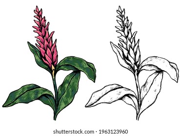 Ginger tropical flower. Hand drawn vector illustration. Botanical sketch of exotic plant. Colored and outline clipart isolated on white. Vintage element for design, postcard, print, decor, sticker.