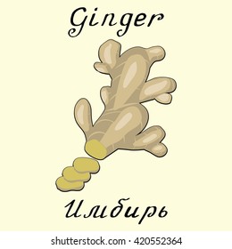 Ginger. Vector drawing and hand-lettering. In English and Russian texts. Eco Friendly. 
