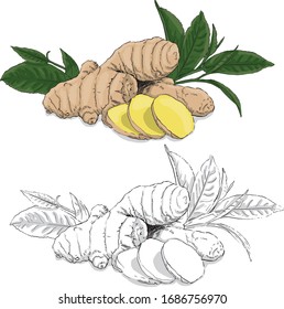 Ginger vector illustration, colored and black and white, isolated background.