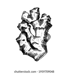 Ginger vector illustration. Hand drawn outline black and white ginger root. Herbal spice lineart sketch for packaging design, poster, menu, recipe book. Organic healthy vegan food