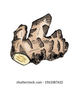 Ginger vector illustration. Hand drawn colorful ginger root. Herbal spicy ingredient sketch for packaging design, poster, menu, recipe book. Organic healthy vegan food, root vegetable
