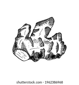 Ginger vector illustration. Hand drawn outline black and white ginger root. Herbal spice lineart sketch for packaging design, poster, menu, recipe book. Organic healthy vegan food