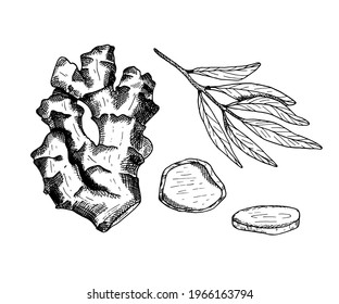 Ginger vector illustration. Hand drawn outline black and white ginger root with leaves and slices. Herbal spice lineart for packaging design, poster, menu, recipe book. Organic healthy vegan food