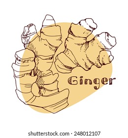 Ginger, vector illustration with hand drawn ginger.