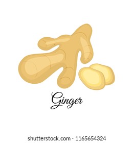 Ginger  vector illustration isolated on white background. Indian spices.