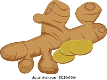 ginger vector illustration. with whole and sliced root
