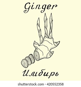 Ginger. Vector ink drawing and hand-lettering. In English and Russian texts. Eco Friendly.