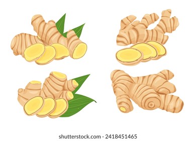 ginger vector. Isolated on white background.	