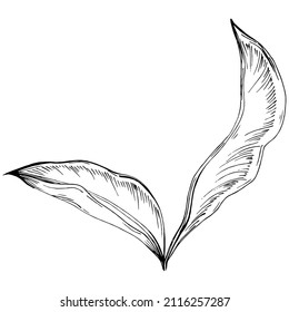 Ginger vector isolated plant with leaves. Herbal engraved style illustration. Detailed organic product sketch.The best for design logo, menu, label, icon, stamp.