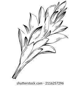 Ginger vector isolated plant with leaves. Herbal engraved style illustration. Detailed organic product sketch.The best for design logo, menu, label, icon, stamp.