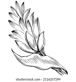 Vector de jengibre planta aislada con hojas. Ilustración de estilo con grabado de hierbas. Esbozo detallado del producto orgánico.El mejor para el diseño logotipo, menú, etiqueta, icono, sello.