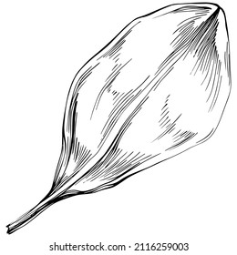 Vector de jengibre planta aislada con hojas. Ilustración de estilo con grabado de hierbas. Esbozo detallado del producto orgánico.El mejor para el diseño logotipo, menú, etiqueta, icono, sello.