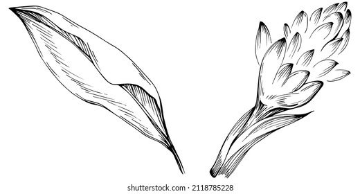 Ginger vector isolated plant with leaves. Herbal engraved style illustration. Detailed organic product sketch.The best for design logo, menu, label, icon, stamp.
