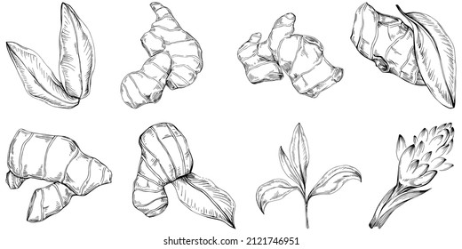 Vector de jengibre planta aislada con hojas. Ilustración de estilo con grabado de hierbas. Esbozo detallado del producto orgánico.El mejor para el diseño logotipo, menú, etiqueta, icono, sello.