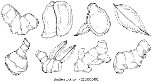Ginger vector isolated plant with leaves. Herbal engraved style illustration. Detailed organic product sketch.The best for design logo, menu, label, icon, stamp.