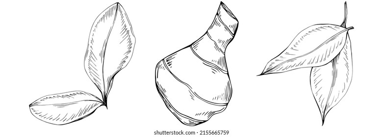 Vector de jengibre planta aislada con hojas. Ilustración de estilo con grabado de hierbas. Esbozo detallado del producto orgánico.El mejor para el diseño logotipo, menú, etiqueta, icono, sello.