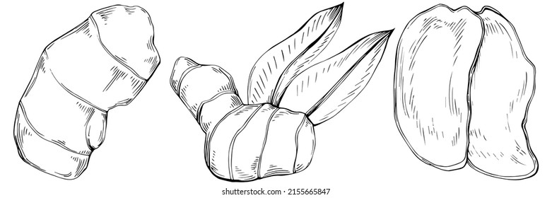 Ginger vector isolated plant with leaves. Herbal engraved style illustration. Detailed organic product sketch.The best for design logo, menu, label, icon, stamp.