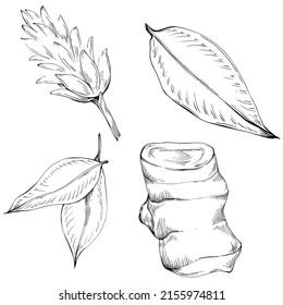 Ginger vector isolated plant with leaves. Herbal engraved style illustration. Detailed organic product sketch.The best for design logo, menu, label, icon, stamp.