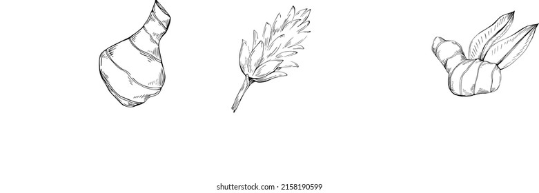 Ginger vector isolated plant with leaves. Herbal engraved style illustration. Detailed organic product sketch.The best for design logo, menu, label, icon, stamp.