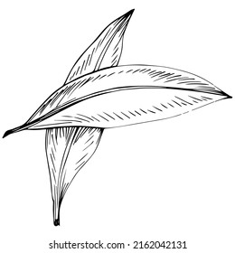 Ginger vector isolated plant with leaves. Herbal engraved style illustration. Detailed organic product sketch.The best for design logo, menu, label, icon, stamp.