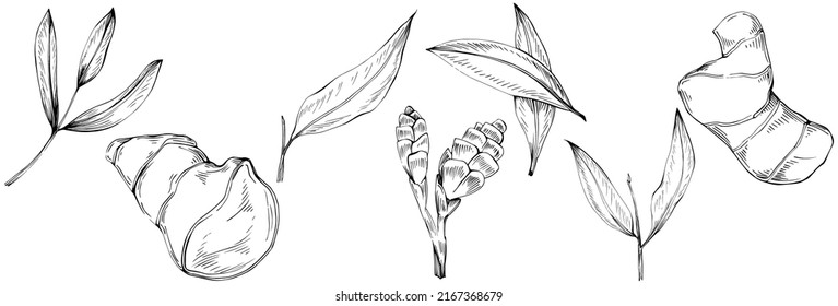 Vector de jengibre planta aislada con hojas. Ilustración de estilo con grabado de hierbas. Esbozo detallado del producto orgánico.El mejor para el diseño logotipo, menú, etiqueta, icono, sello.