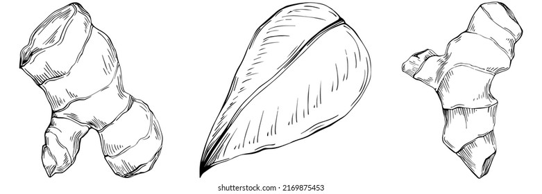 Ginger vector isolated plant with leaves. Herbal engraved style illustration. Detailed organic product sketch.The best for design logo, menu, label, icon, stamp.